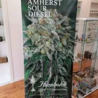 Immagine 4 azienda HEMPATHY GROW SHOP Vivaio in Latina