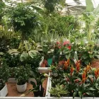 Immagine 3 azienda HORTICULTURAL ITALIA Shopping e acquisti in Roma