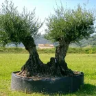 Immagine 1 azienda IDEA VERDE Vivaio in Bassano Del Grappa VI