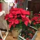 Immagine 1 azienda IL BOSCO INCANTATO Shopping e acquisti in Bari