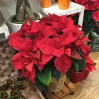 Immagine 2 azienda IL BOSCO INCANTATO Shopping e acquisti in Bari