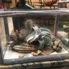 Immagine 2 azienda IL FIORISTA DE BERNARDI Shopping e acquisti in Busto Arsizio VA