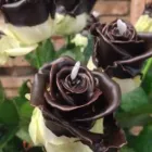 Immagine 4 azienda IL FIORISTA DE BERNARDI Shopping e acquisti in Busto Arsizio VA