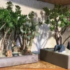 Immagine 7 azienda IL FIORISTA DE BERNARDI Shopping e acquisti in Busto Arsizio VA