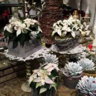 Immagine 8 azienda IL FIORISTA DE BERNARDI Shopping e acquisti in Busto Arsizio VA