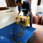 Immagine 6 azienda IL FRANTOIO DI VICOPISANO Shopping e acquisti in Vicopisano PI