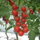 Immagine 5 azienda IL MATTONE - FORNITURE PER SERRICOLTURA Shopping e acquisti in Gela CL