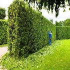 Immagine 1 azienda IL MELOGRANO - IMPRESA DI PULIZIE A PARMA Servizi professionali in Parma