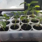 Immagine 5 azienda IL MICINO Scuola infanzia in Torino