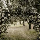 Immagine 2 azienda IL NUOVO CHIOSTRO Wedding planner organizzazione matrimoni in Salerno