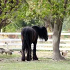 Immagine 4 azienda IL SELGARO Viaggi e turismo in Mestre VE