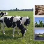 Immagine 7 azienda IMPIANTI BIOGAS CAMPANIA - IBIE IMPIANTI Shopping e acquisti in San Giorgio A Cremano NA
