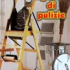 Immagine 1 azienda IMPRESA DI PULIZIA SIM WORK Servizi professionali in Ravenna