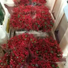 Immagine 1 azienda INGROFLOWERS INGROSSO PIANTE E FIORI DI MICHELE FAGONE Vivaio in Catania