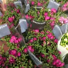 Immagine 2 azienda INGROFLOWERS INGROSSO PIANTE E FIORI DI MICHELE FAGONE Vivaio in Catania