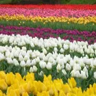 Immagine 7 azienda INGROFLOWERS INGROSSO PIANTE E FIORI DI MICHELE FAGONE Vivaio in Catania