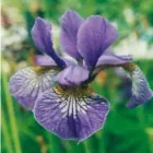 Immagine 1 azienda IRIS IMPRESA DI PULIZIE Servizi professionali in Torino