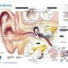Immagine 1 azienda ISTITUTO ACUSTICO MAICO Shopping e acquisti in Bari