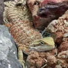 Immagine 2 azienda ITALPETS Servizi professionali in Giugliano In Campania NA