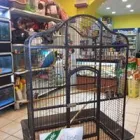Immagine 6 azienda ITALPETS Servizi professionali in Giugliano In Campania NA