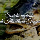 Immagine 1 azienda ITTICOLTURA TONINI Shopping e acquisti in Saletto Di Breda Di Piave