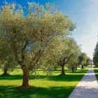 Immagine 37 azienda JW MARRIOTT VENICE RESORT & SPA Viaggi e turismo in Venezia