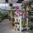 Immagine 1 azienda KETTY GARDEN Vivaio in Bisuschio VA