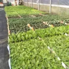 Immagine 2 azienda KETTY GARDEN Vivaio in Bisuschio VA