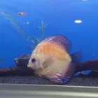 Immagine 5 azienda L'ACQUARIO PET STORY Shopping e acquisti in Napoli