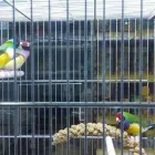 Immagine 6 azienda L'ACQUARIO PET STORY Shopping e acquisti in Napoli