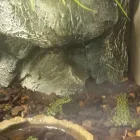 Immagine 7 azienda L'ACQUARIO PET STORY Shopping e acquisti in Napoli