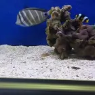Immagine 8 azienda L'ACQUARIO PET STORY Shopping e acquisti in Napoli