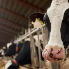 Immagine 4 azienda L'AGRICOLA Shopping e acquisti in Lainate MI