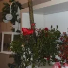 Immagine 2 azienda L'ARMONIA IN FIORE Vivaio in Mozzate