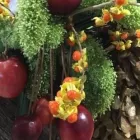 Immagine 5 azienda L'ARMONIA IN FIORE Vivaio in Mozzate