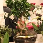 Immagine 8 azienda L'ARMONIA IN FIORE Vivaio in Mozzate