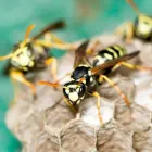 Immagine 2 azienda L'EDERA Servizi professionali in Castellanza VA