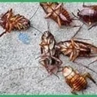 Immagine 7 azienda L'EDERA Servizi professionali in Castellanza VA