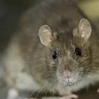 Immagine 9 azienda L'EDERA Servizi professionali in Castellanza VA