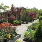 Immagine 5 azienda L'ORCHIDEA Shopping e acquisti in Olgiate Comasco