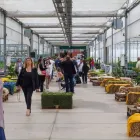 Immagine 1 azienda L'ORTOFRUTTIFERO Vivaio in Arena Metato