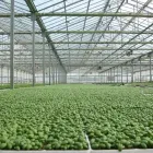 Immagine 2 azienda L'ORTOFRUTTIFERO Vivaio in Arena Metato