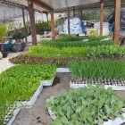 Immagine 2 azienda L’AGRIFATTORIA Industrie e agricoltura in Santa Venerina CT