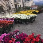 Immagine 6 azienda LA BOUTIQUE DEL FIORE Shopping e acquisti in Calabritto AV