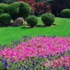 Immagine 4 azienda LA GIARDINERIA SOC.COOP. Vivaio in Falconara Marittima AN