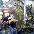 Immagine 1 azienda LA GLOXINIA FIORI E PIANTE Shopping e acquisti in Messina