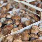 Immagine 2 azienda LA NATURA DEL BOSCO Gastronomia in Cardito NA