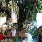 Immagine 6 azienda LA ROSA ROSSA Shopping e acquisti in Mestre VE