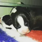 Immagine 2 azienda LA TANA DEI CUCCIOLI VITTUONE Shopping e acquisti in Vittuone MI