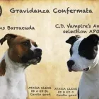 Immagine 3 azienda LA TANA DEI CUCCIOLI VITTUONE Shopping e acquisti in Vittuone MI